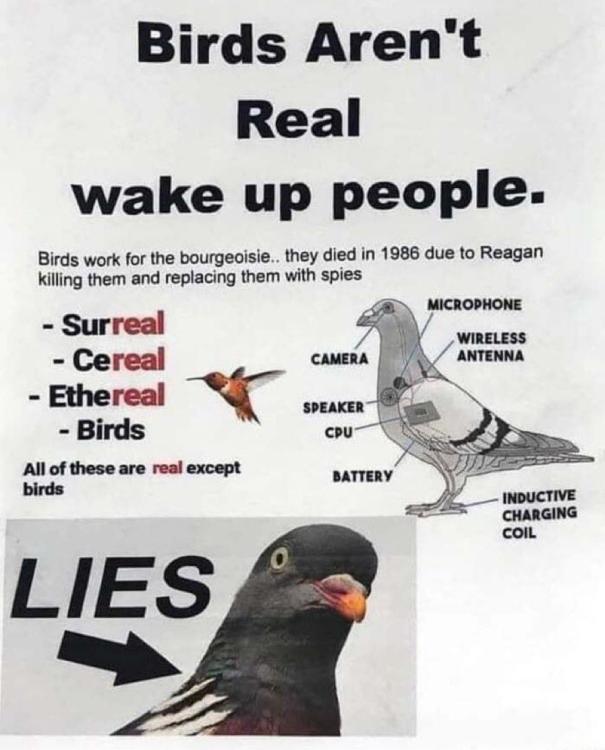 Birds.jpg