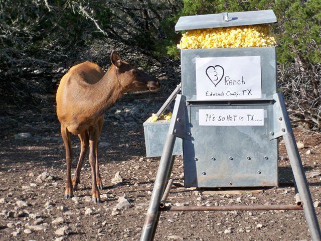 hot-in-texas-deer-popcorn.jpg.5d5503f2c7c4bba2c72eef64a360390b.jpg