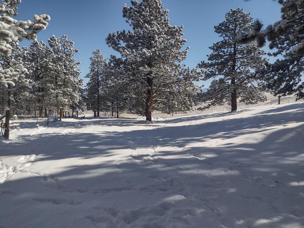 snowy driveway.jpg